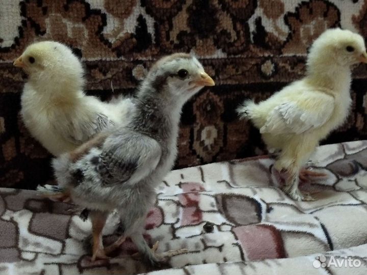 Цыпленок