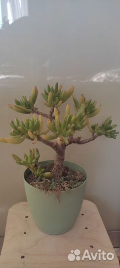 Крассула коралл