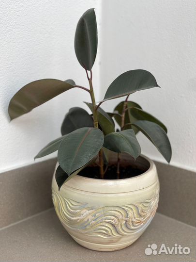 Фикус каучуконосный