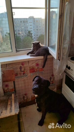 Отдам в добрые руки