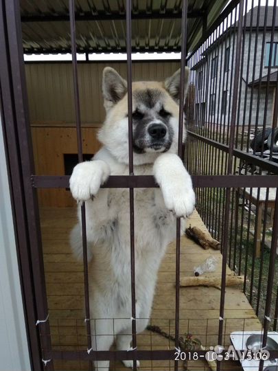 Кобель Вязка