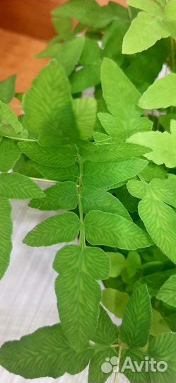 Папоротник комнатный