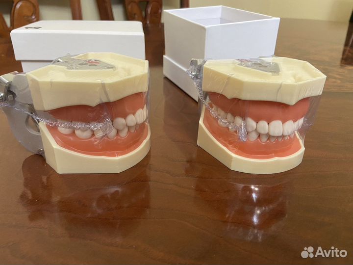 Фантомые модели для препарирования мгмсу