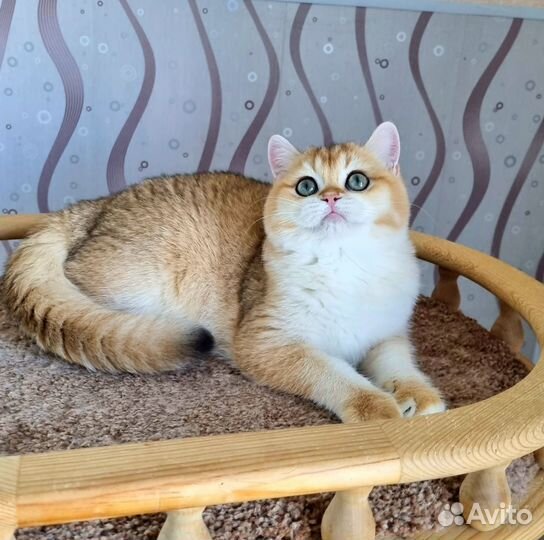 Девочка очаровашка