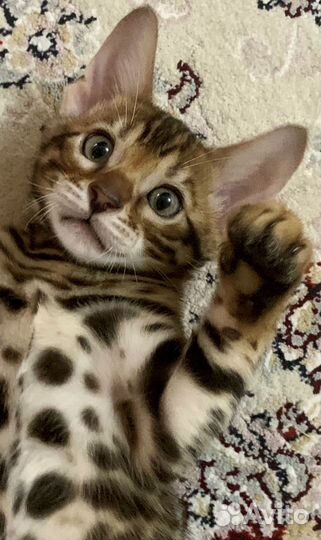 Бенгальская кошка
