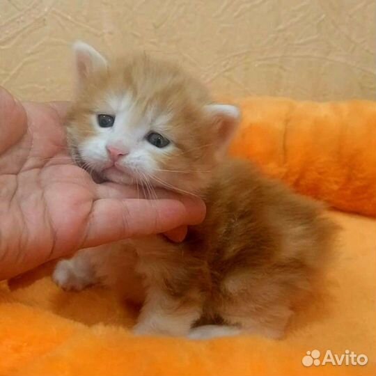 Котята Рясята