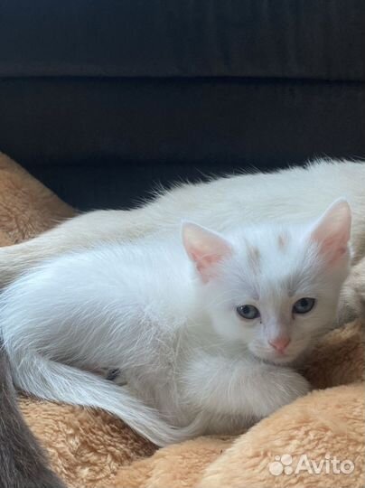Котенок белый мальчик