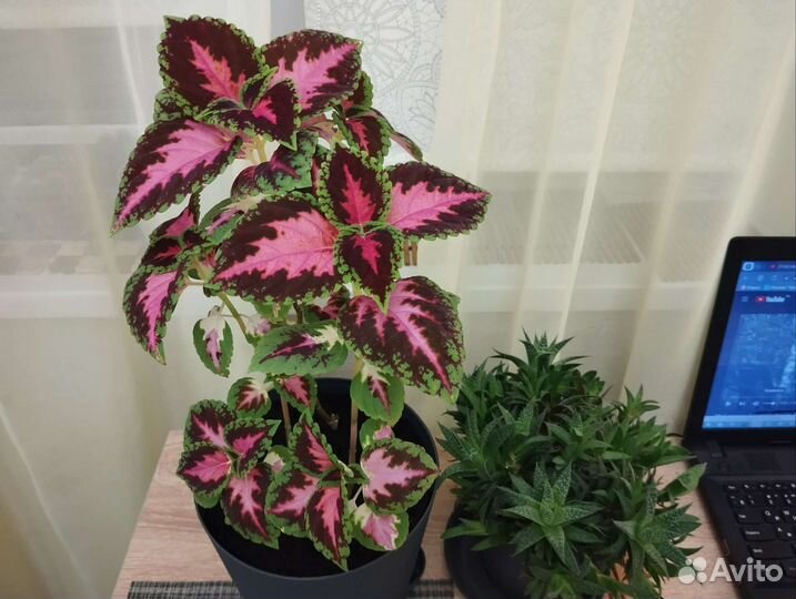 Комнатные Домашние Растения