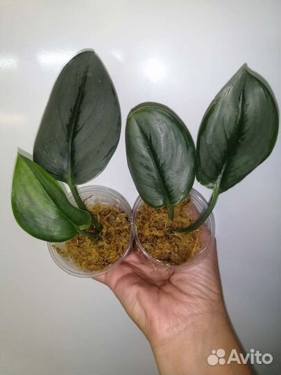 Сциндапсусы-Хиро,Мунлайт,Экзотика