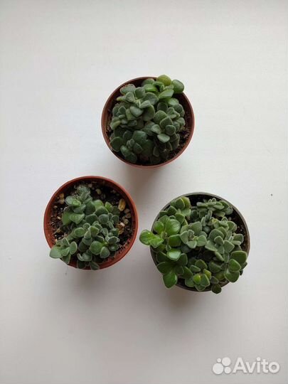 Хавортия Купера Пиктурата