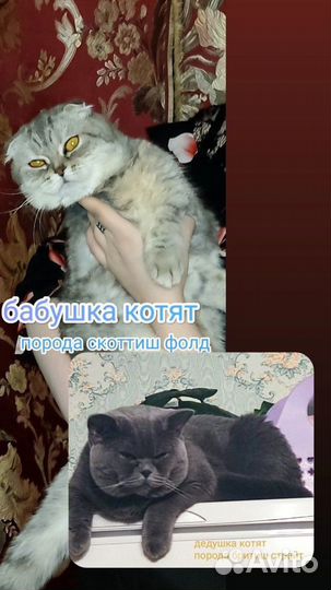 Британские котята