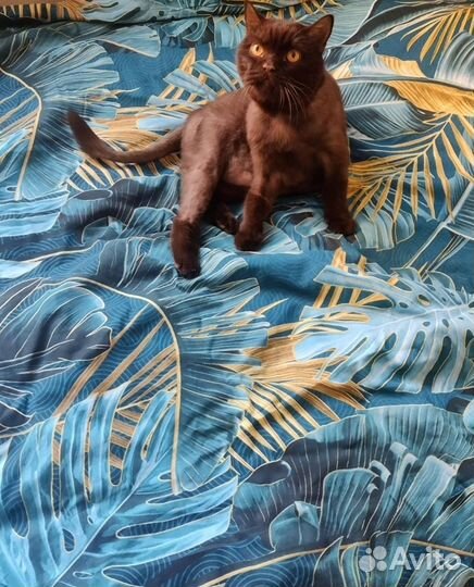 Передержка для кошек, мелких животных