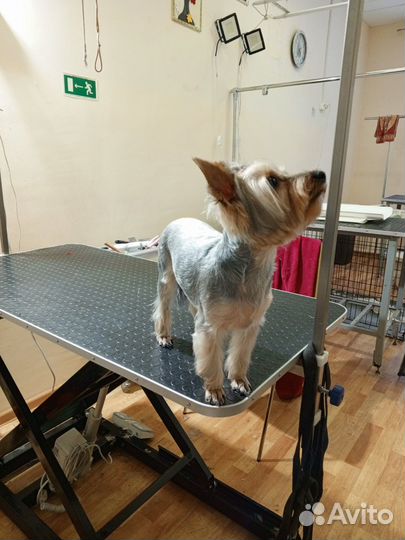 Груминг, экспресс-линька, помывка собак, кошек