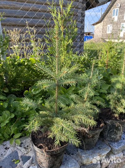 Ель Колючая (голубая)