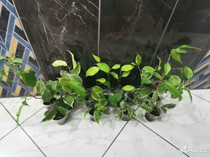 Сортовые фикусы и сингониумы