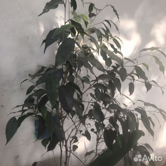 Фикус бенджамина