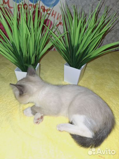 Сиамская кошечка