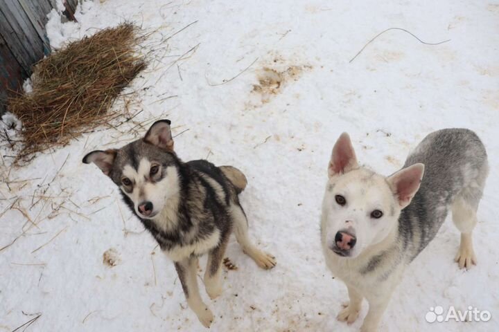 Щенки-подростки