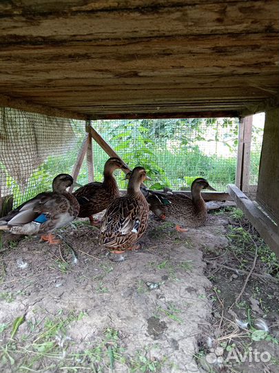 Селезни подсадных уток