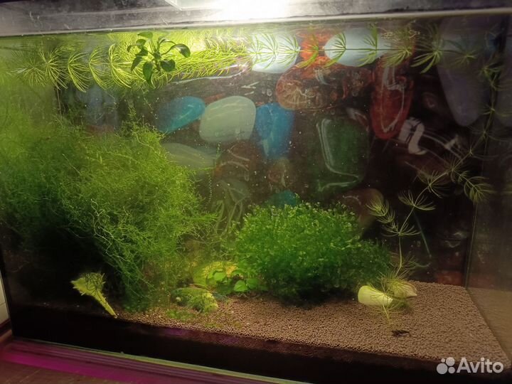 Мхи, кокосы аквариумные