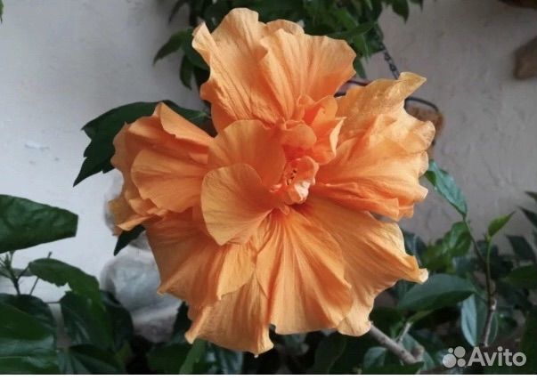 Гибискус
