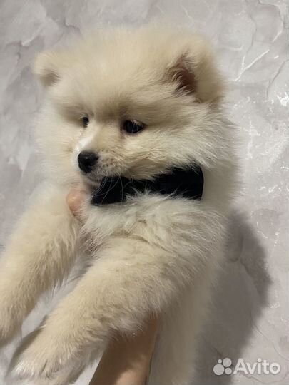 Щенки шпица