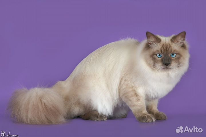 Ярослав Львиное Сердце приглашает на вязку