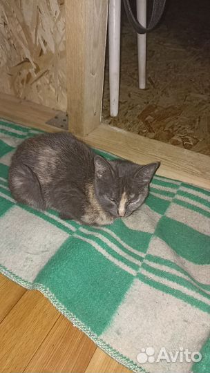 Котята в добрые руки бесплатно