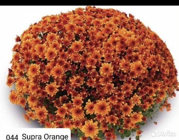 Рассада хризантемы мультифлора