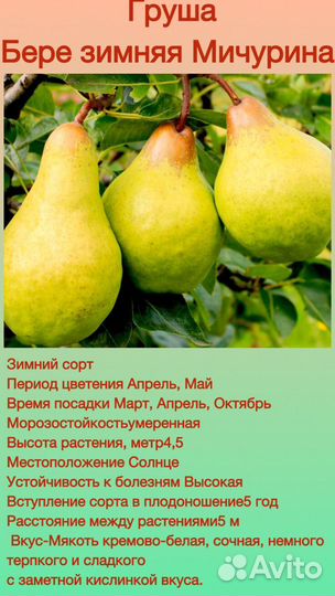 Саженцы груши и яблони