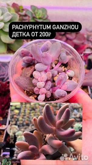 Суккуленты