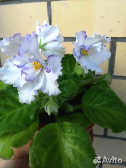 Фиалка Гигант, цветы 6см