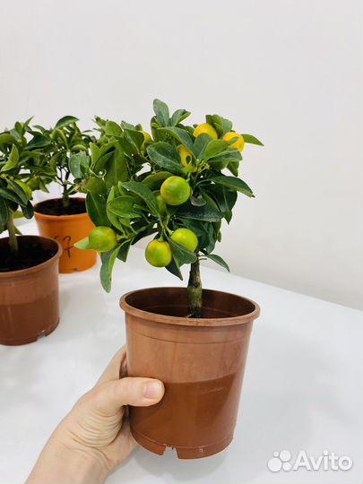 Мандариновое дерево цитрусовые