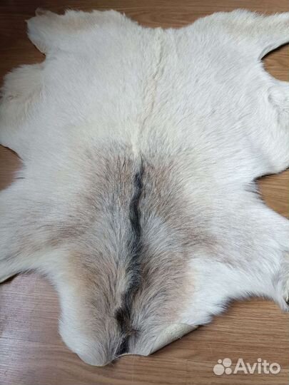 Шкура. Козлик