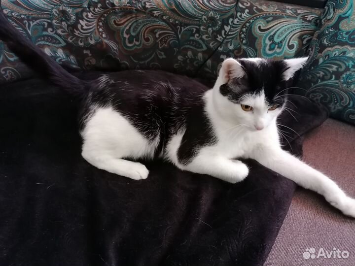 Ласковый кот