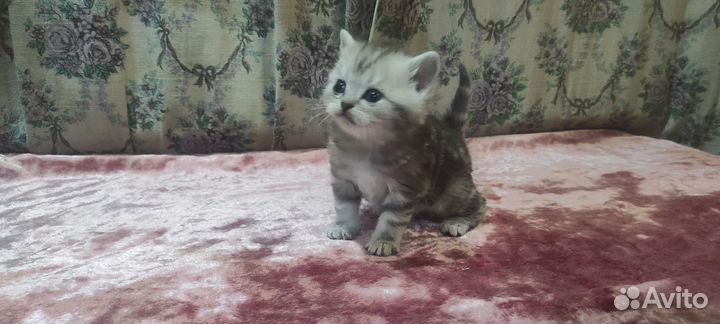 Продаются котята