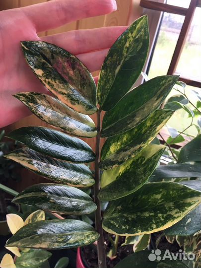 Замиокулькас вариегатный