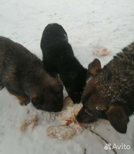 Щенки девочки