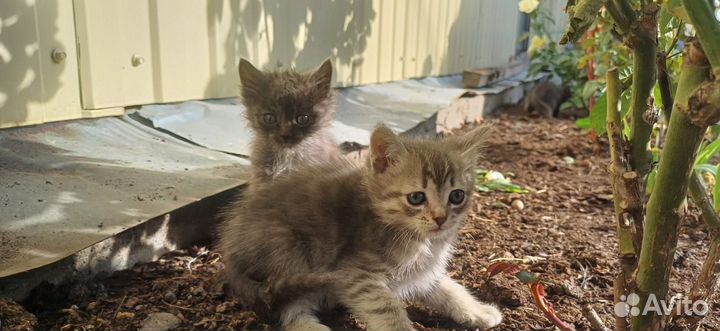 Красивые котятки бесплатно