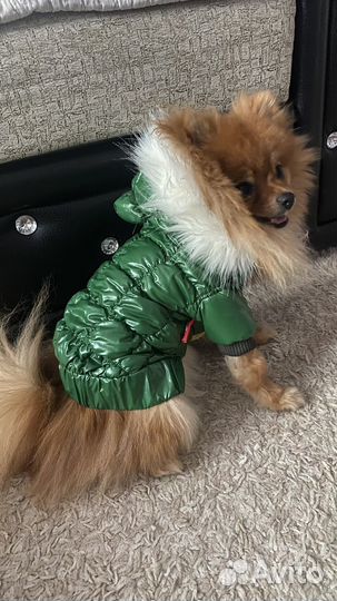 Одежда для собачек новая