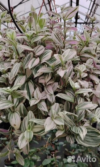 Традесканция Пинк Хилл в кашпо