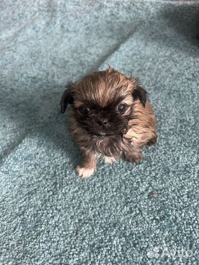 Щенки пекинеса