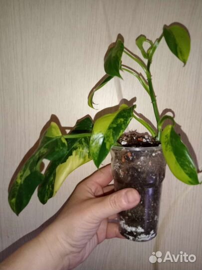 Филодендрон Доместикум