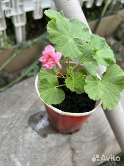 Пеларгония герань