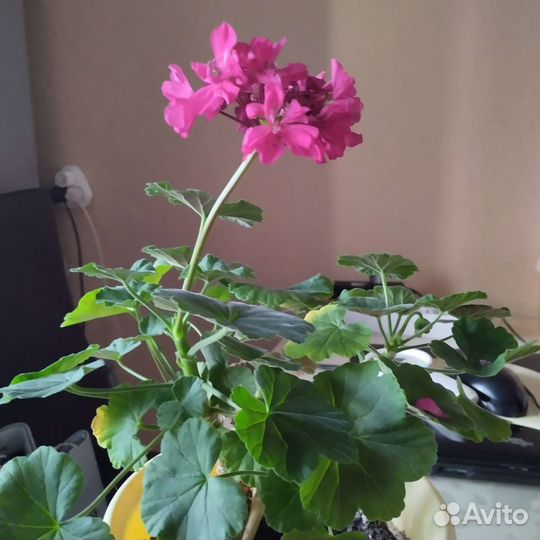 Пеларгония герань