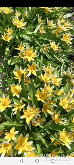 Луковицы первоцветов, тюльпан Тарда