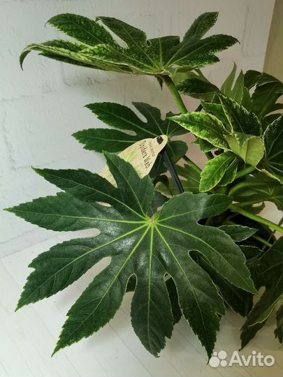 Фатсия вариегата Спайдерс Веб, японская аралия