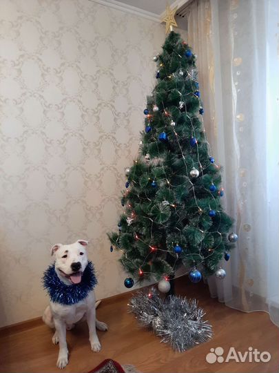 Стаффорд вязка