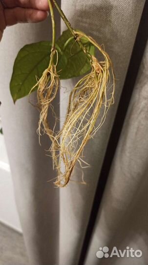 Клеродендрум томсона