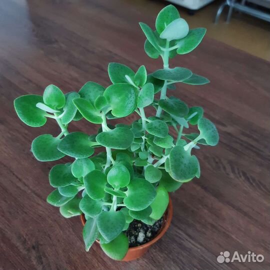 Кактусы и суккуленты